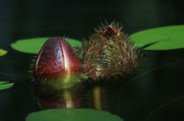 Amazonian lily bud